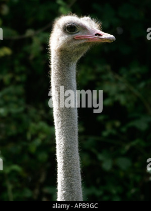 Ein Portrait eines Straußes seinen Hals herausragen. Stockfoto