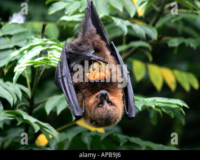Ein Fruitbat hängenden Kopf essen Früchte. Stockfoto