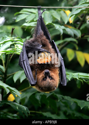 Ein Fruitbat hängenden Kopf essen Früchte. Stockfoto