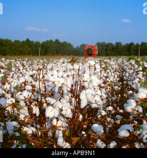 Nahaufnahme einer Gruppe von Reifen Baumwolle Trockenfäule, die sind reif für die Ernte mit Baumwollpflücker in der Ferne / südlichen USA. Stockfoto