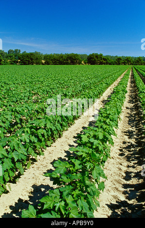 Landwirtschaft - Bereich der Mitte Wachstum vor-Blüte inszenieren konventionell gelockerten Baumwolle / Mississippi, USA. Stockfoto