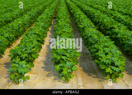 Landwirtschaft - Zeile Enden der konventionell bebaut Mitte Wachstum Pre-Blüte-Phase Baumwollpflanzen / Mississippi, USA. Stockfoto