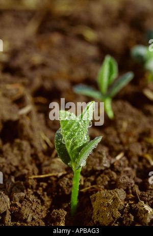 Soja-Keimling mit Regentropfen darauf entstehen in einem Feld in die Erhaltung Bodenbearbeitung praktiziert / Mississippi, USA. Stockfoto