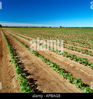 Landwirtschaft - Bereich der gesunden frühes Wachstum reduzierte Bodenbearbeitung Baumwolle / Mississippi, USA. Stockfoto