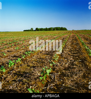 Bereich der gesunden frühen Wachstum Direktsaat Baumwollanbau in die Stoppeln und Rückstände der letztjährigen Ernte / Tennessee, USA. Stockfoto