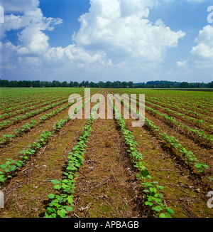 Bereich der gesunden frühen Wachstum Direktsaat Baumwollanbau in die Stoppeln und Rückstände der letztjährigen Ernte / Tennessee, USA. Stockfoto