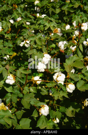 Baumwoll-Pflanzen im Spätsommer mit geöffneten Kapseln kurz vor Entlaubungsmittel Anwendung Reifen / San Joaquin Valley, Kalifornien, USA. Stockfoto