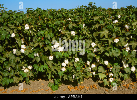 Seitenansicht einer Reihe von Reife Baumwoll-Pflanzen im Spätsommer mit geöffneten Kapseln kurz vor Entlaubungsmittel Anwendung / Kalifornien, USA Stockfoto