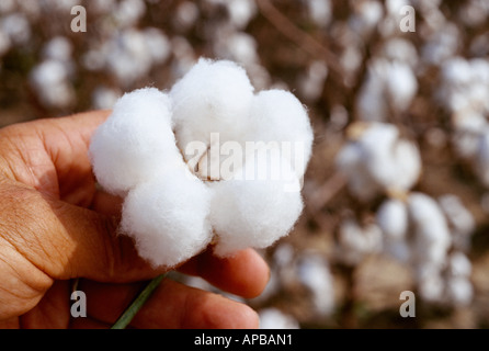 Landwirtschaft / eines Landwirts Hand hält eine vollständig geöffnete Ernte Stufe 5-Lock Cotton Boll / Mississippi, USA. Stockfoto