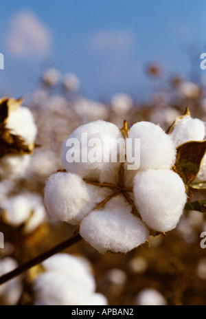 Landwirtschaft - Nahaufnahme von einer vollständig geöffneten Ernte Bühne 5-Lock Cotton Boll / Mississippi, USA. Stockfoto