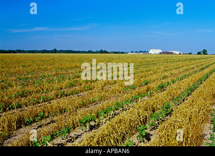 Bereich der frühen Wachstum Erhaltung Bodenbearbeitung Baumwolle gepflanzt in Weizen Zwischenfrucht getötet durch Burndown Herbizid / Arkansas, USA. Stockfoto