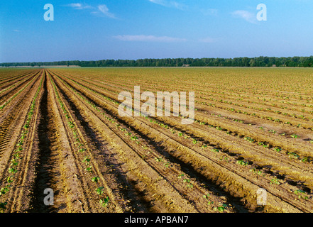 Landwirtschaft - Wachstum in der Anfangsphase Baumwoll-4-6-Blatt-Stadium in einem Bett im frühen Morgenlicht / Mississippi, USA. Stockfoto