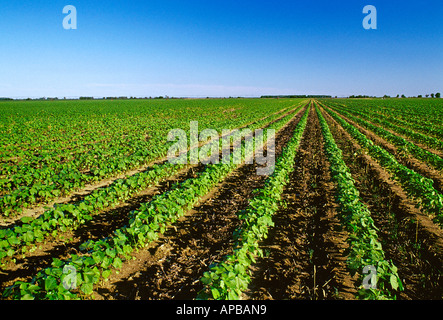 Frühe Wachstum Erhaltung Bodenbearbeitung Baumwolle. Einige Weizen Zwischenfrucht niedergebrannt steht still, wehenden Sand zu minimieren / USA. Stockfoto