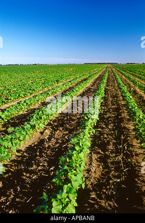 Frühe Wachstum Erhaltung Bodenbearbeitung Baumwolle. Einige Weizen Zwischenfrucht niedergebrannt steht still, wehenden Sand zu minimieren / USA. Stockfoto