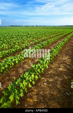 Landwirtschaft - Grossfeld frühen Wachstum Direktsaat Baumwolle bei 8-10-Blatt-Stadium / Tennessee, USA. Stockfoto