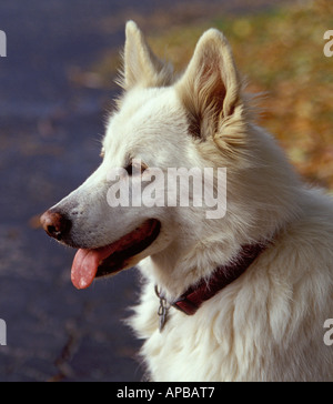 Samojede Shepard Mix Hund Stockfoto