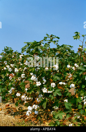 Landwirtschaft - Seitenansicht der Reife Baumwolle Pflanzen mit offenen Sprungseile Stadium der Entblätterung / Mississippi, USA. Stockfoto