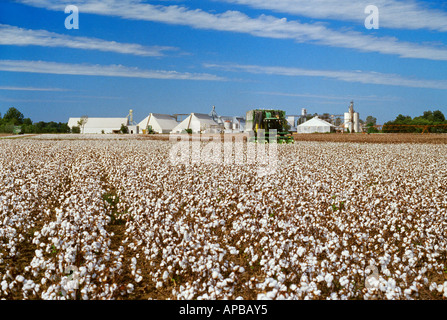 Bereich der Reife Ernte bereit Baumwolle mit voll geöffneten Kapseln und Deere Baumwollpflücker Ernte Baumwolle / Mississippi, USA. Stockfoto