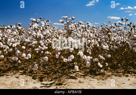 Landwirtschaft - Zeile Endansicht reife Ernte bereit Baumwolle mit vollständig geöffneten Kapseln / Mississippi, USA. Stockfoto