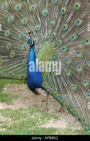 Ein Pfau fächert seine Anzeige der Schwanzfedern Stockfoto