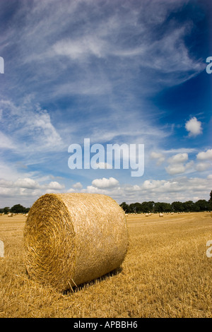 Mais in Bails zur Erntezeit in West Sussex gerollt Stockfoto
