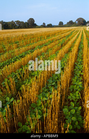 Landwirtschaft / frühes Wachstum doppelte Ernte Direktsaat Sojabohnen in Weizen Stoppeln wachsen / Tennessee, USA. Stockfoto