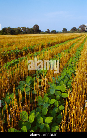 Landwirtschaft / frühes Wachstum doppelte Ernte Direktsaat Sojabohnen in Weizen Stoppeln wachsen / Tennessee, USA. Stockfoto