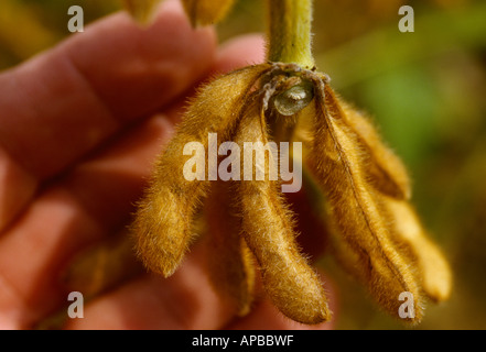 Landwirtschaft - reife Ernte Bühne Soja Pods auf den Busch mit einem Landwirt hand im Hintergrund / Arkansas, USA. Stockfoto