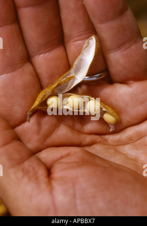 Eine Reife Sojabohne Pod liegt in der Hand eines Bauern mit dem Pod eröffnet, die Bohnen im Inneren offenbaren / Arkansas, USA. Stockfoto