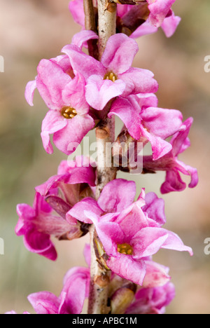 Februar Daphne Seidelbast (Daphne Mezereum) Blüte Stockfoto