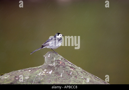 Trauerschnäpper Bachstelze Motacilla Yarrellii GBI 1014 Stockfoto