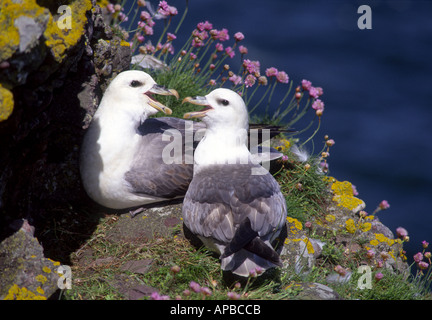 Verschachtelung Eissturmvögel Fulmarus Cyclopoida GBI-1016 Stockfoto