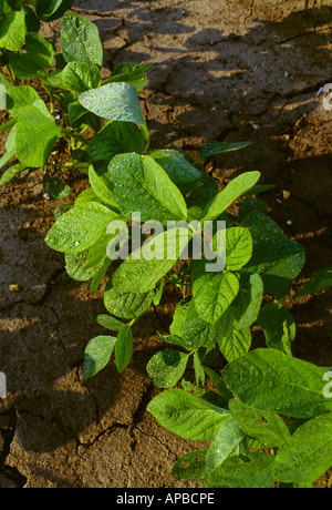 Landwirtschaft - frühe Wachstum-Soja-Pflanzen wachsen in einem konventionell bebaute Feld / Mississippi, USA. Stockfoto