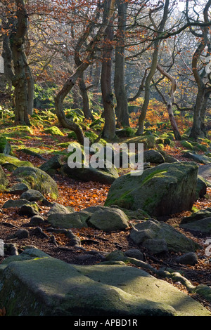 Blick auf Bäume und Felsen im Herbst beim Padley Schlucht in der Nähe von Hathersage im Peak District Nationalpark Derbyshire England UK Stockfoto