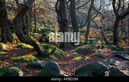 Blick auf Bäume und Felsen im Herbst beim Padley Schlucht in der Nähe von Hathersage im Peak District Nationalpark Derbyshire England UK Stockfoto