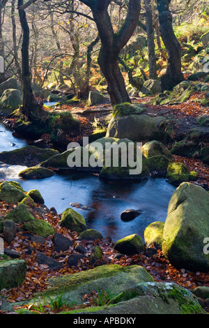 Nahaufnahme der Felsen im Burbage Brook Padley Gorge nahe Hathersage im Peak District Nationalpark Derbyshire England UK Stockfoto