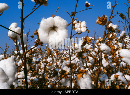 Nahaufnahme von einem vollständig geöffneten Reifen Acala Baumwolle Boll reif für die Ernte mit entblätterte Pflanzen im Hintergrund / Kalifornien, USA. Stockfoto