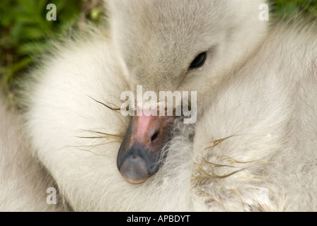 Bewicks Bewick Swan Tundra Cygnet Cygnus columbianus Stockfoto