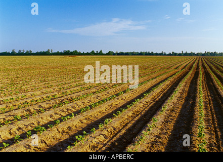 Landwirtschaft - Bereich der frühen Wachstum Baumwolle in einem reduzierten Bodenbearbeitung Feld des Vorjahres Stiele sichtbar / Arkansas, USA. Stockfoto