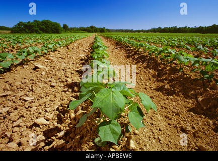 Landwirtschaft - Low angle Blick auf ein Feld des frühen Wachstums 6-8 Blatt Stadium Baumwolle in einem konventionellen Bodenbearbeitung Feld / Tennessee, USA. Stockfoto