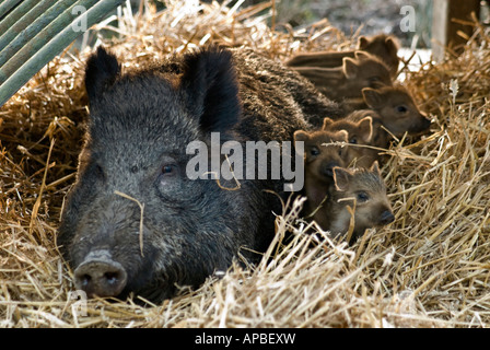 Weibliches Wildschwein [Sus Scrofa] Ferkel Stockfoto