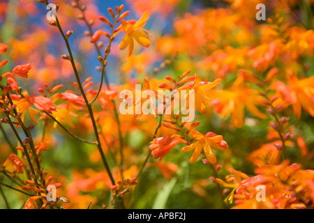 Wilde Montbretia auf die Cornish Coastal Path Stockfoto