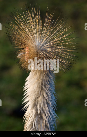 Crested grau gekrönt Kran [Balearica Regulorum] Stockfoto