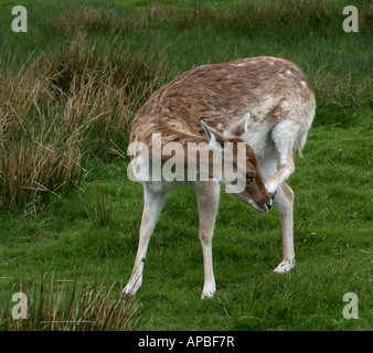 Red Deer Hind, aufgenommen im Mai und zeigt die Mauser Pelz. Stockfoto