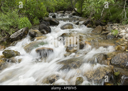 IDAHO MIDDLE FORK DER SALMON RIVER WILDWASSER-RAFTING CAMPING KLAREN GEBIRGSBACH FLIEßT DER SALMON RIVER Stockfoto