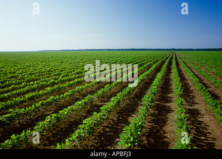 Landwirtschaft - Bereich der frühen Wachstum konventionelle Bodenbearbeitung Sojapflanzen / Coahoma County, Mississippi, USA. Stockfoto