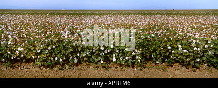 Landwirtschaft - Grossfeld Reifung Baumwollpflanzen Entlaubungsmittel Zeitpunkt mit vielen Bällen bereits öffnen / Kalifornien, USA. Stockfoto