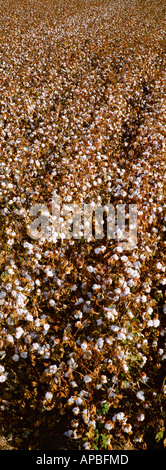 Landwirtschaft - Bereich der Reifen vor kurzem entlaubt Baumwolle reif für die Ernte innerhalb von ein oder zwei Wochen / Fresno Co., Kalifornien, USA Stockfoto