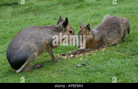 Mara oder patagonischen Cavia (Dolichotis Patagonum) - drittgrößte Nagetier (bei ca. 18') nach Wasserschweine und Biber. Stockfoto