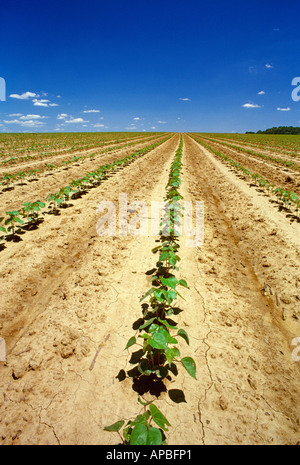 Landwirtschaft - Feld des frühen Wachstums bebaut konventionell Baumwolle in 4-5-Blatt-Stadium / Arkansas, USA. Stockfoto